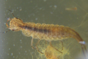 Beetle Larvae