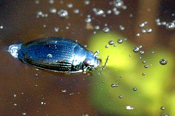 Whirligig Beetle