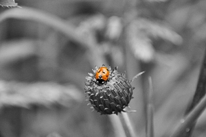Ladybird