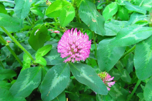 Red Clover