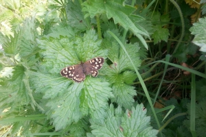Spotted Wood butterfly (Pararge aegeria)
