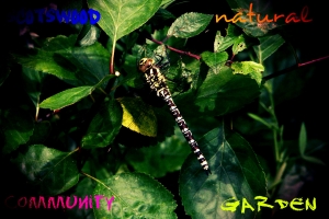 Common hawker dragonfly