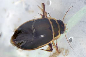 Great Diving Beetle
