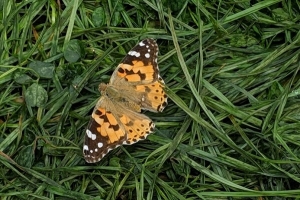 Painted Lady (Vanessa cardui)