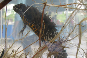 Male great crested newt