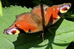 Peacock Butterfly (Aglais oi)