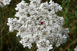 Wild Carrot
