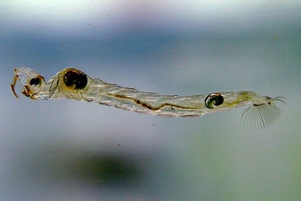 Phantom midge larva