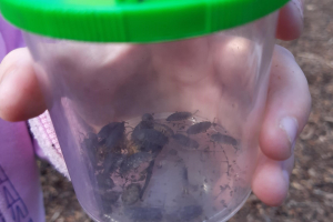 Woodlice at Scotswood Garden