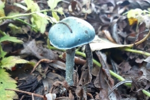 Verdigris Agaric (Stropharia Aeruginosa)