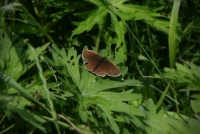 Ringlet Butterfly