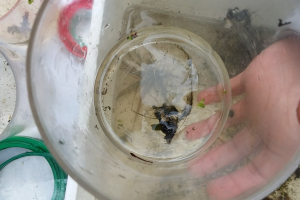 Caddisfly larva at Scotswood Garden