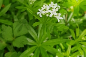 Sweet Woodruff