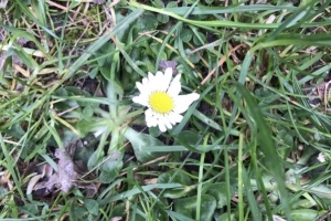 Common daisy