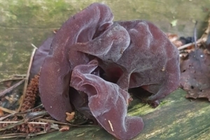 Jelly Ear Fungus (Auricularia auricula-judae)
