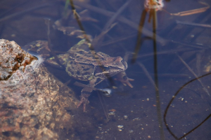 Common Frog