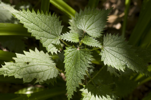 Nettle