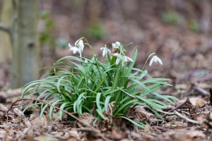 Snowdrops