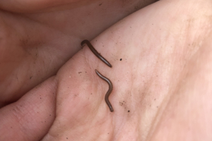 Millipedes found at Scotswood Garden