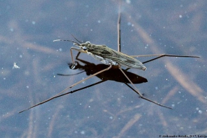 A pond skater on the top of the water