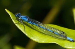 Enallagma cyathigerum