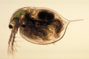 Water Flea