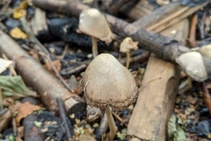 Mottlegill (Panaeolus genus)