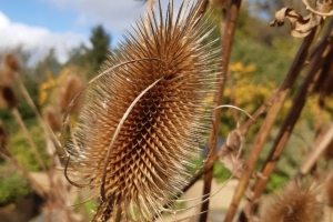 Teasel