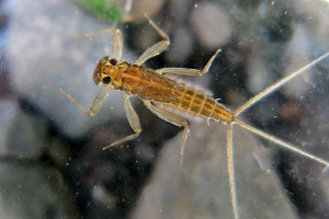 Mayfly Nymph