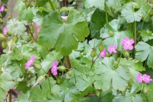 Shining Crane's-Bill