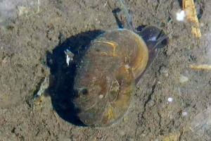 Great Ramshorn Snail