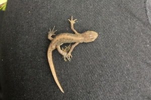 Smooth newt