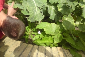 Cabbage white butterfly (Pieris brassicae)