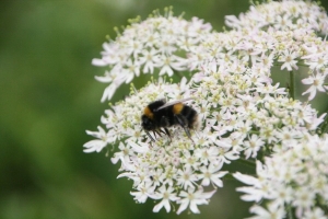 Buff-tailed bumblebee on common hogweed