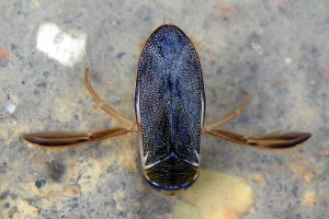Lesser water boatman