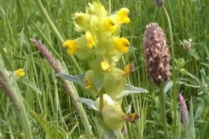 Yellow Rattle