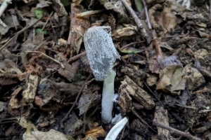 Hare's Foot Inkcap
