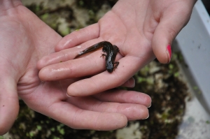 Palmate Newt