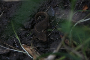 Newt - video of smooth or palmate juvenile newt